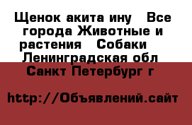 Щенок акита ину - Все города Животные и растения » Собаки   . Ленинградская обл.,Санкт-Петербург г.